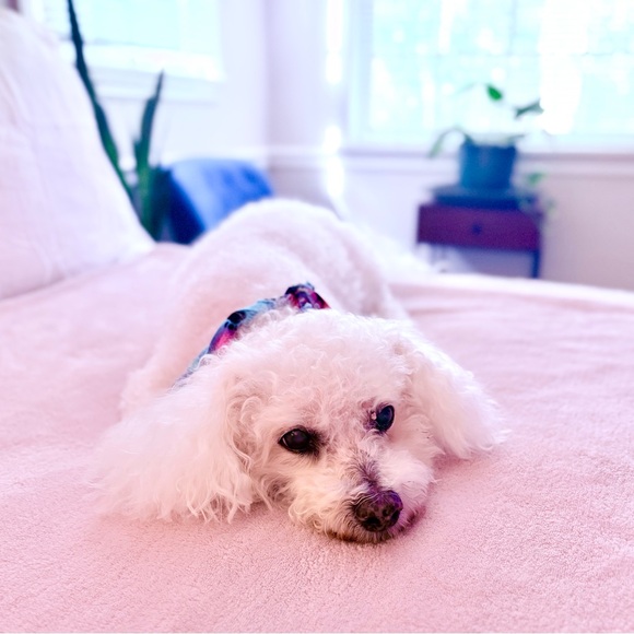 Meet your Posher, Annie - Picture 5 of 15